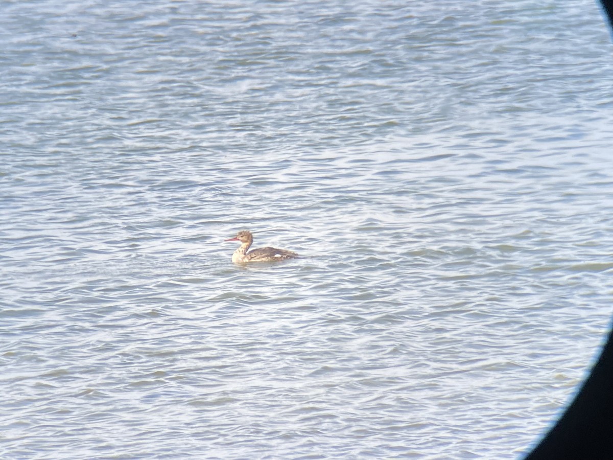 Red-breasted Merganser - ML620191655