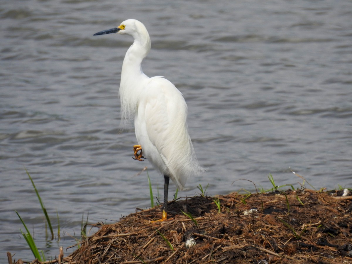 Aigrette neigeuse - ML620191656