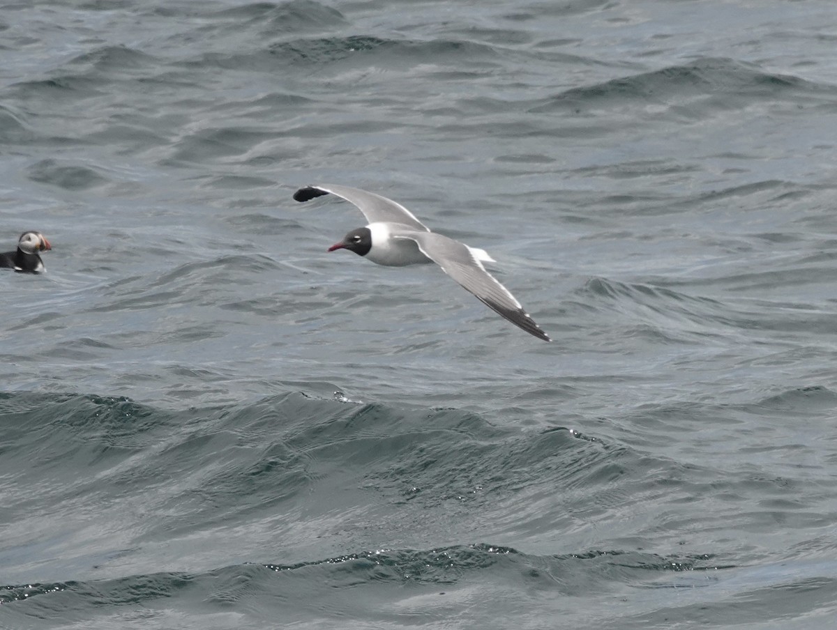 Laughing Gull - ML620191660