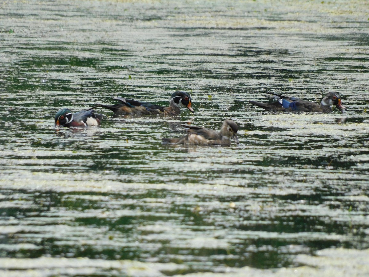 Wood Duck - ML620191662