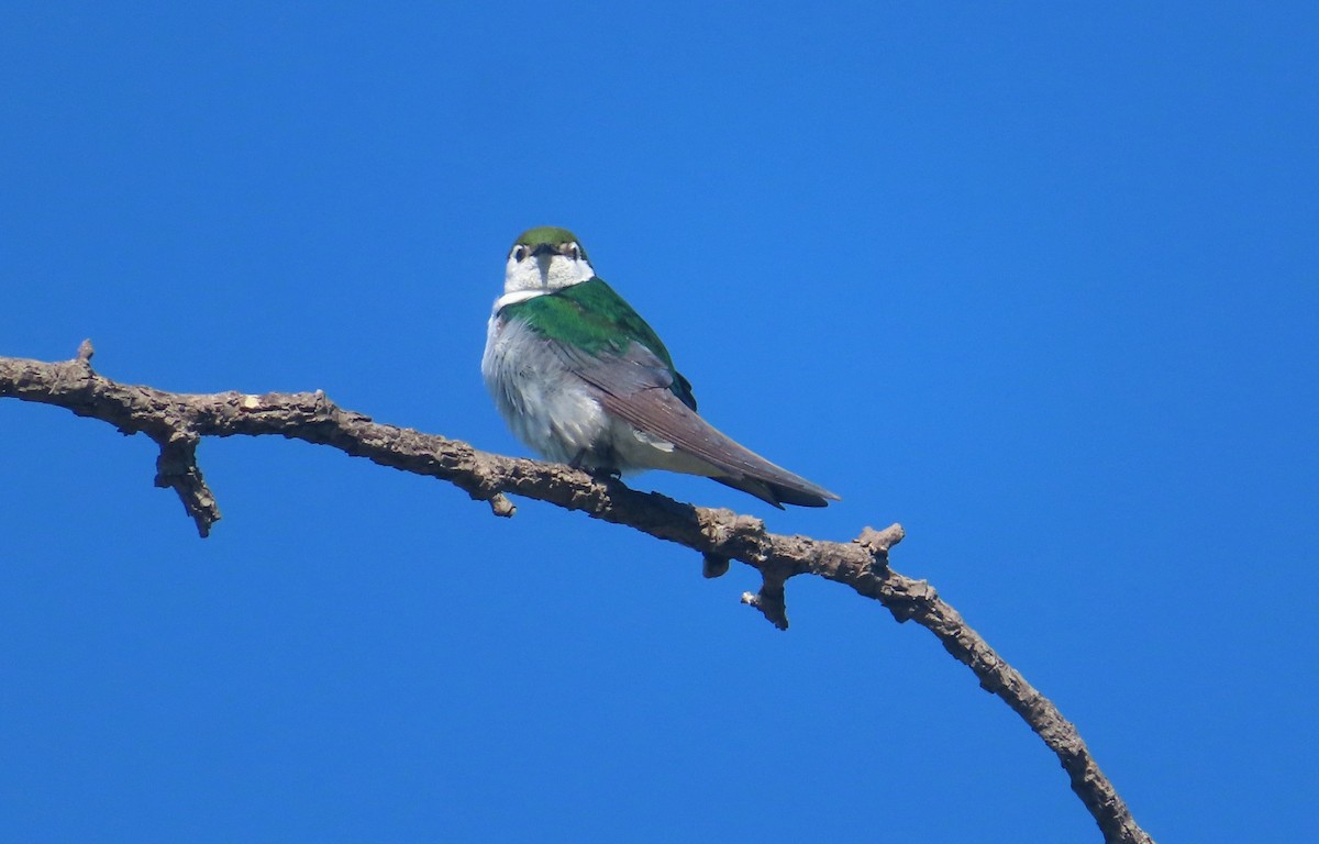 Violet-green Swallow - ML620191665