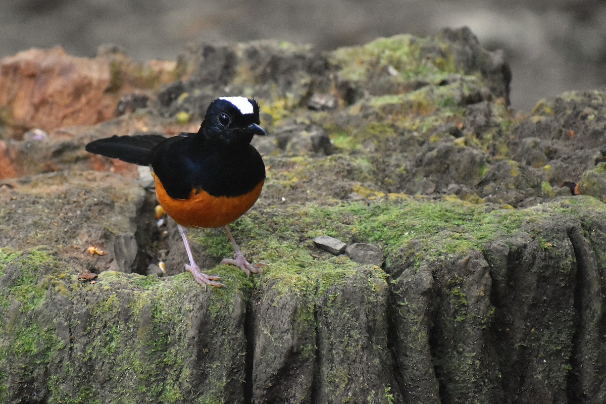 White-crowned Shama - ML620191666