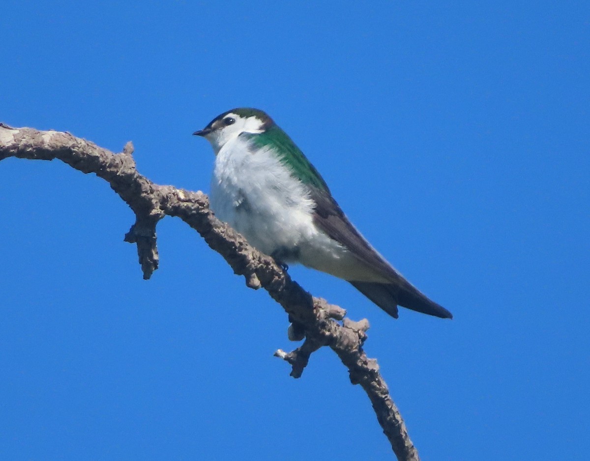 Violet-green Swallow - ML620191667