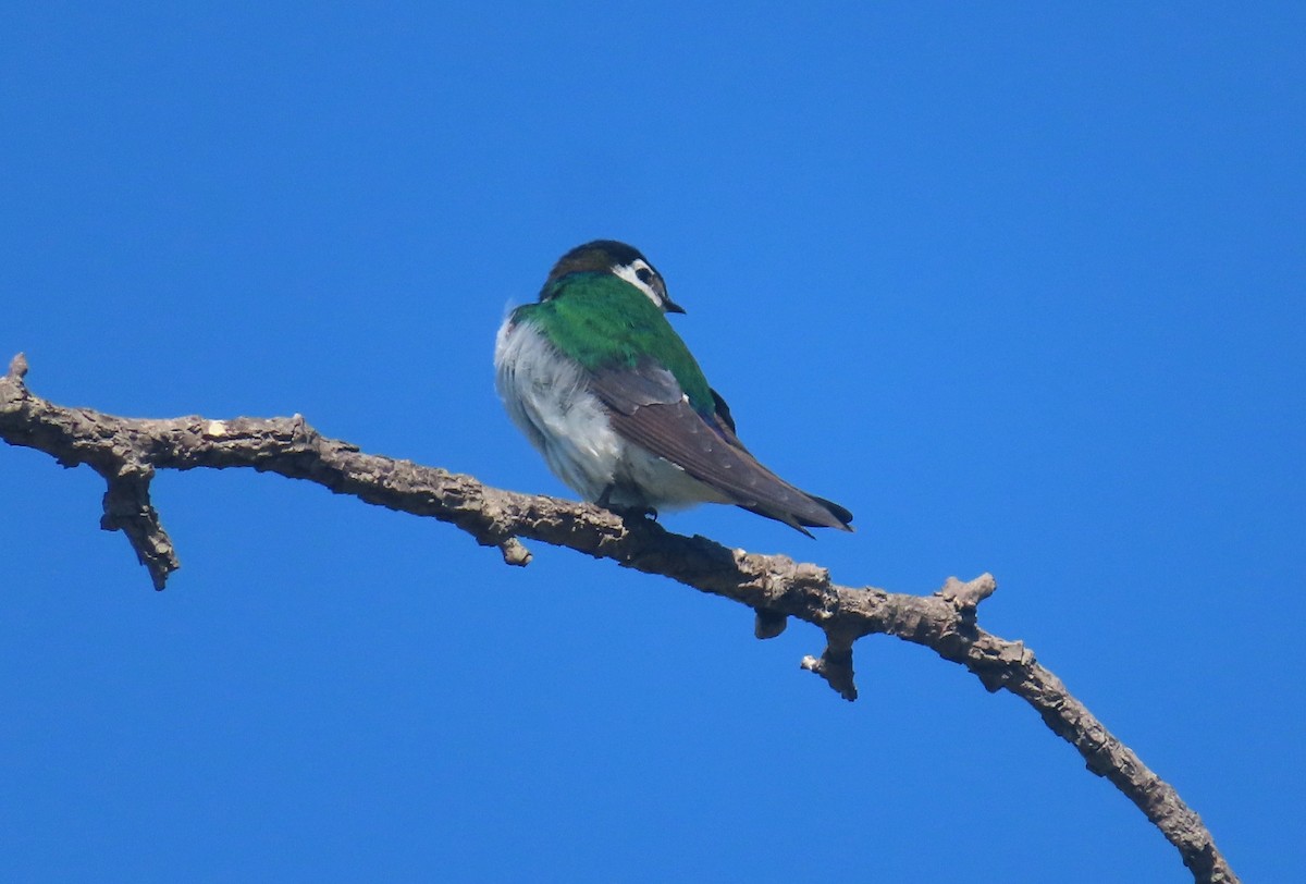 Violet-green Swallow - ML620191668