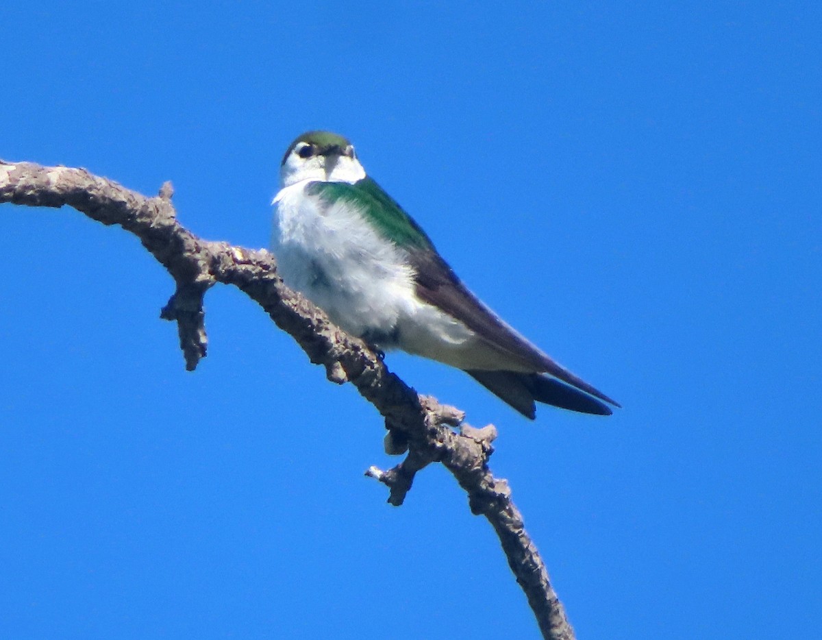 Violet-green Swallow - ML620191669