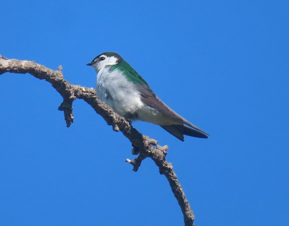 Violet-green Swallow - ML620191670