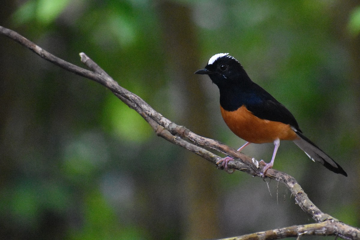 White-crowned Shama - ML620191671