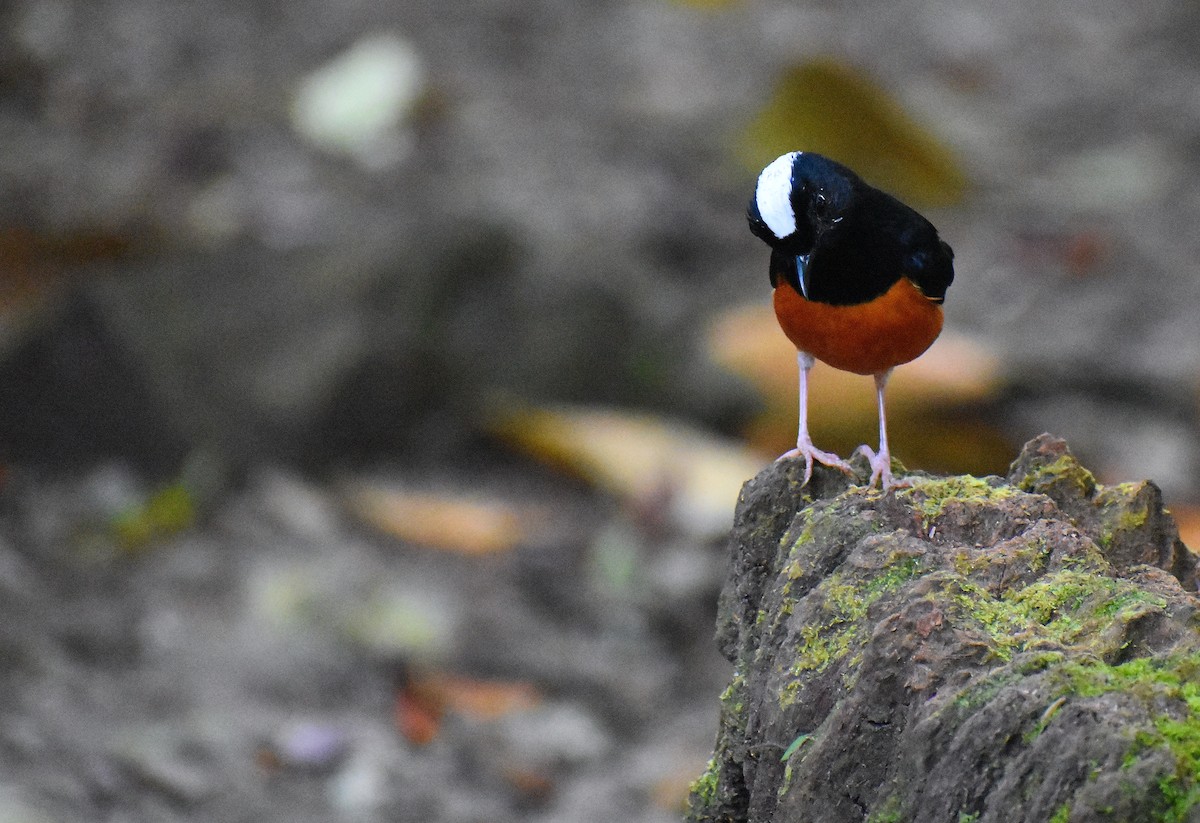 White-crowned Shama - ML620191672