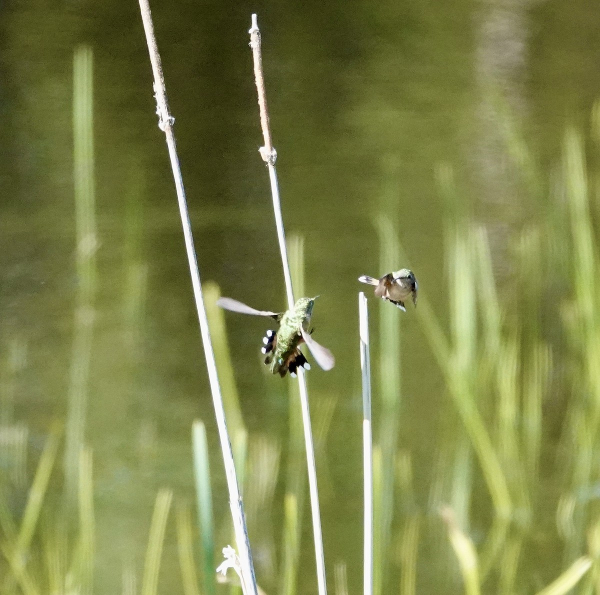 Broad-tailed Hummingbird - Byron Hukee