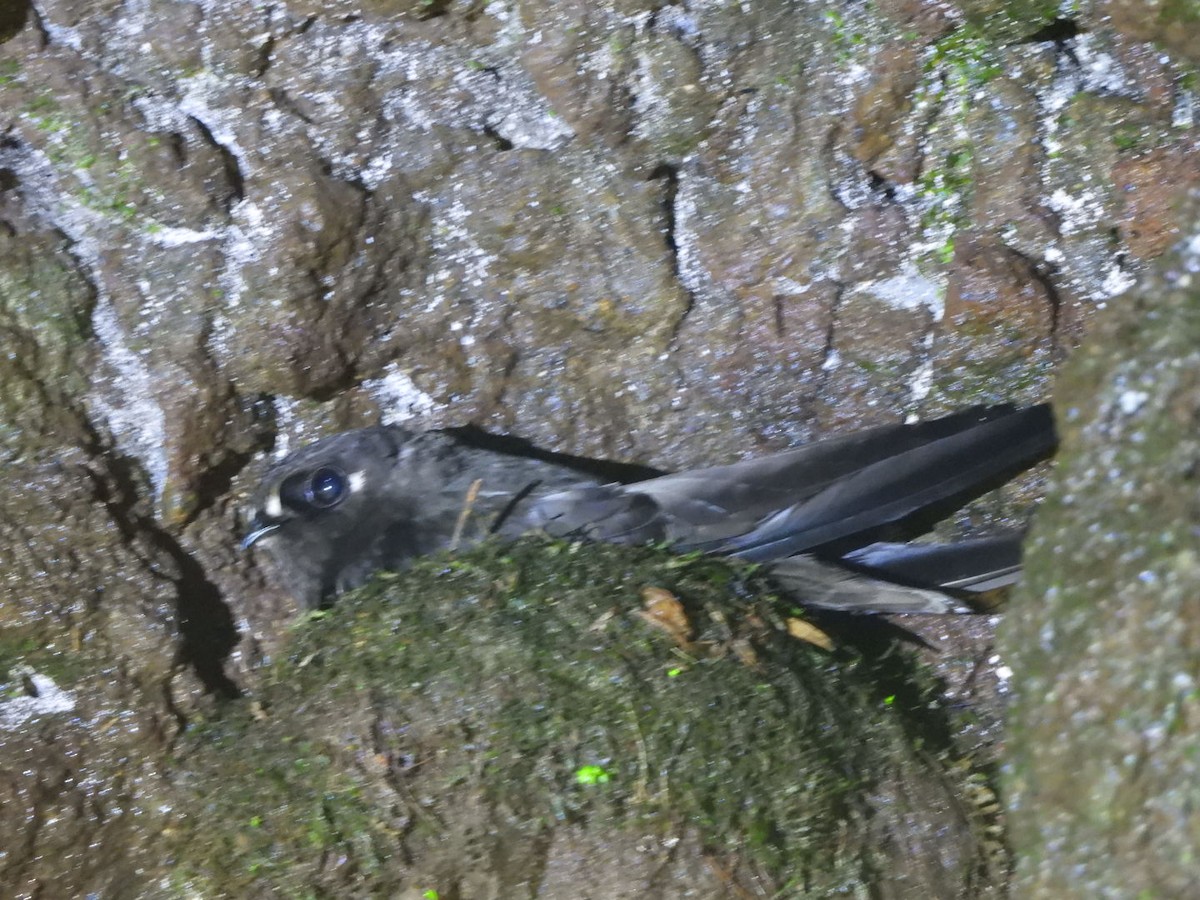 Spot-fronted Swift - ML620191679