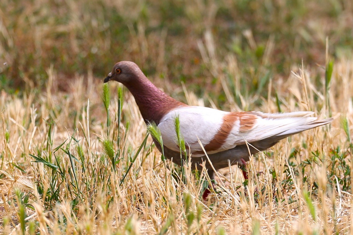 Rock Pigeon (Feral Pigeon) - ML620191681