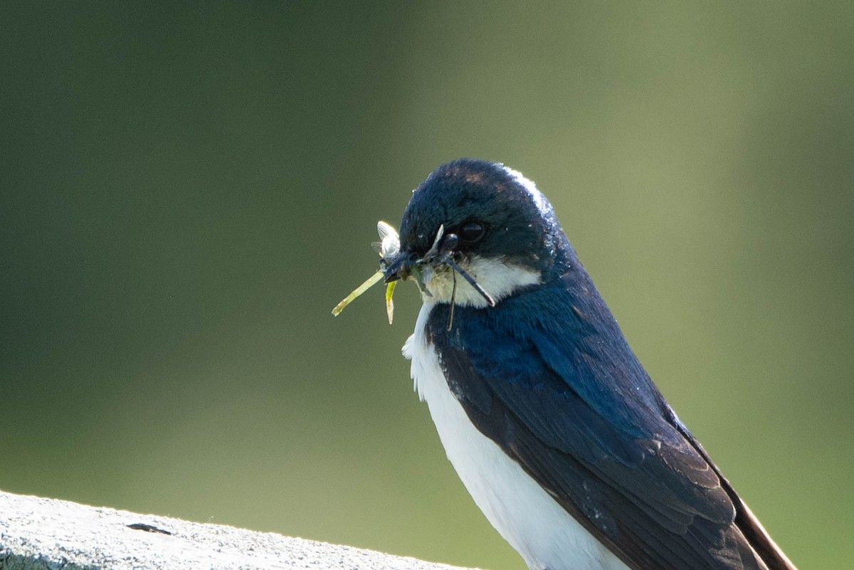 Tree Swallow - ML620191685