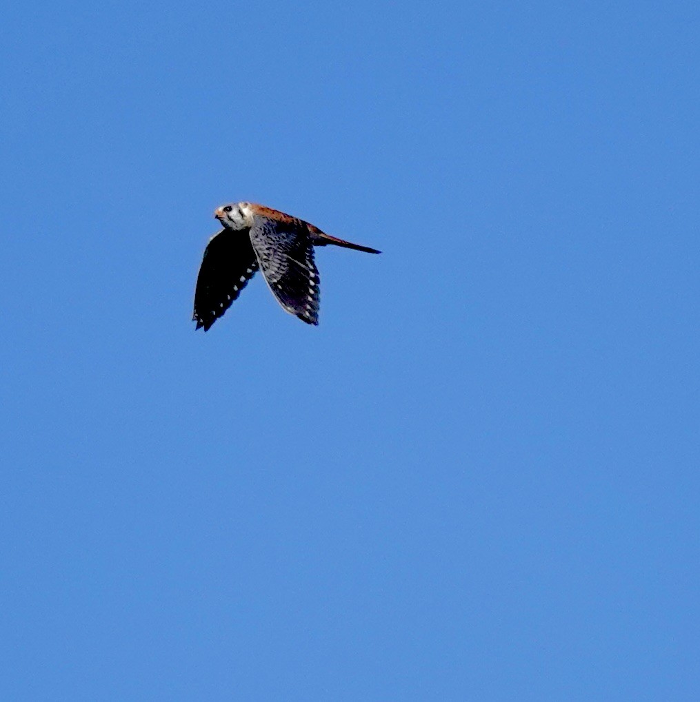 American Kestrel - ML620191698