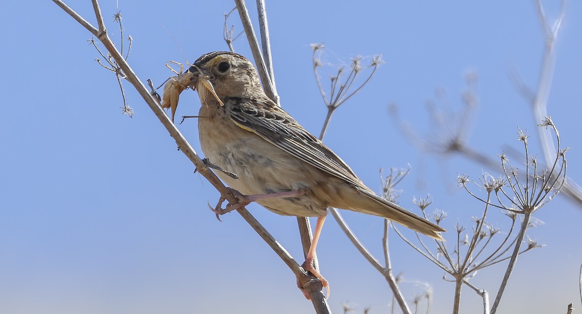 Grasshopper Sparrow - ML620191707