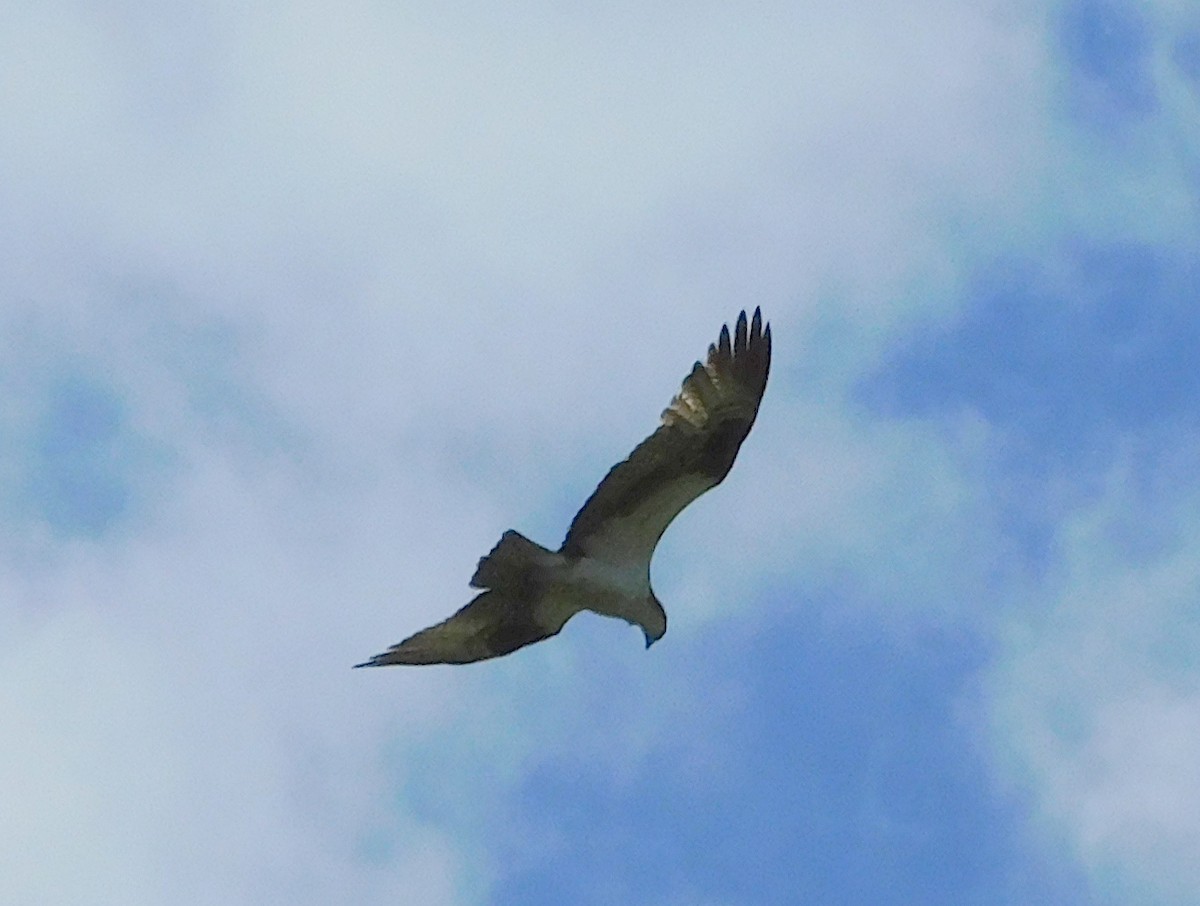 Balbuzard pêcheur - ML620191711