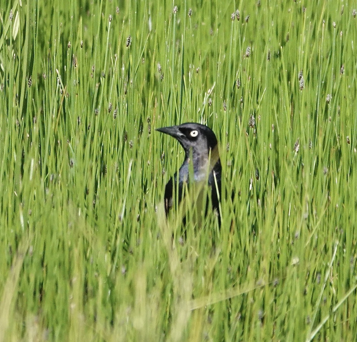 Brewer's Blackbird - ML620191718