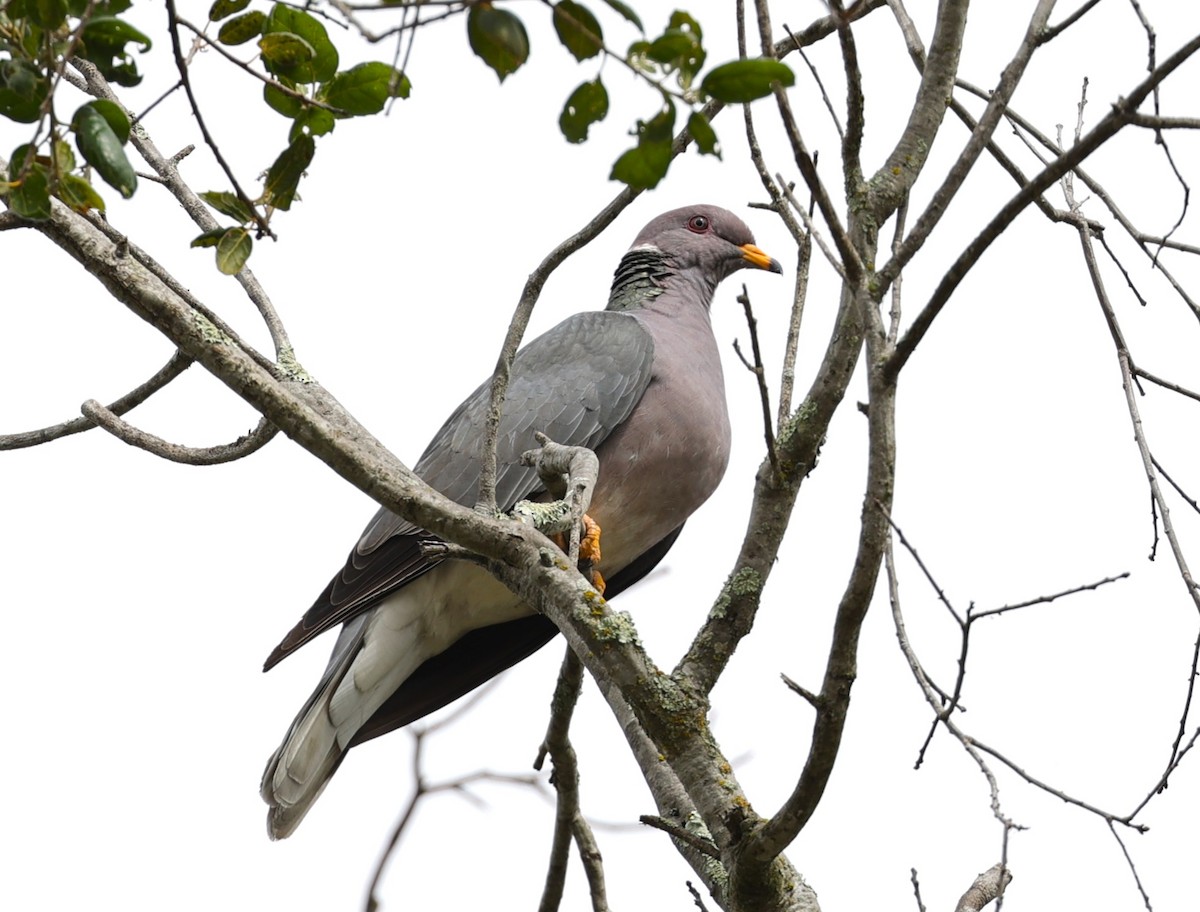 Band-tailed Pigeon - ML620191722