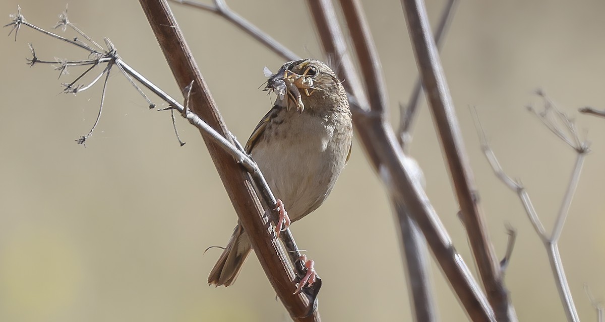 Grasshopper Sparrow - ML620191724