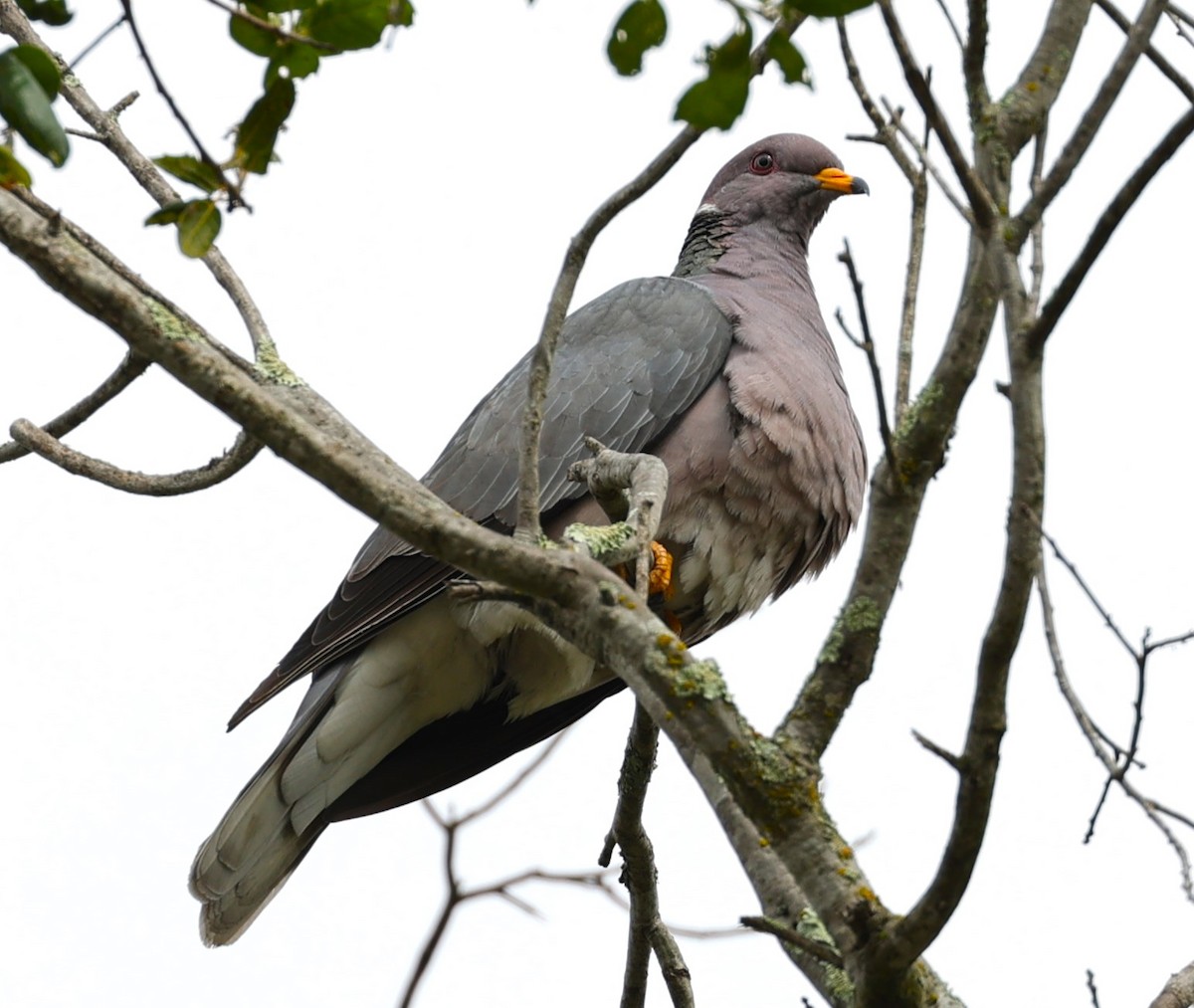 Band-tailed Pigeon - ML620191727