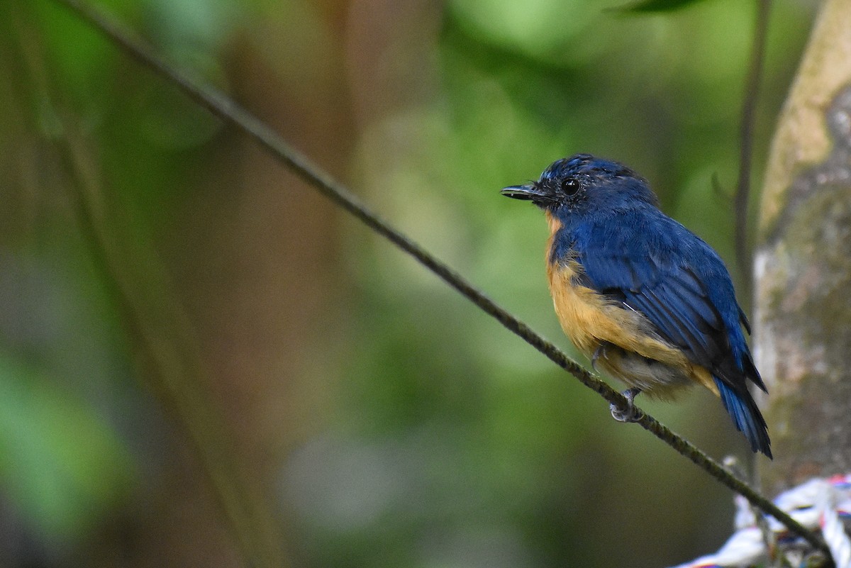 Dayak Blue Flycatcher - ML620191738