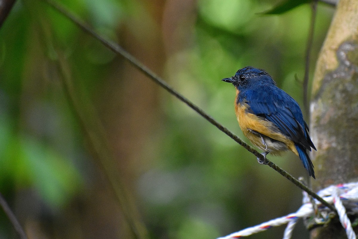 Dayak Blue Flycatcher - ML620191741