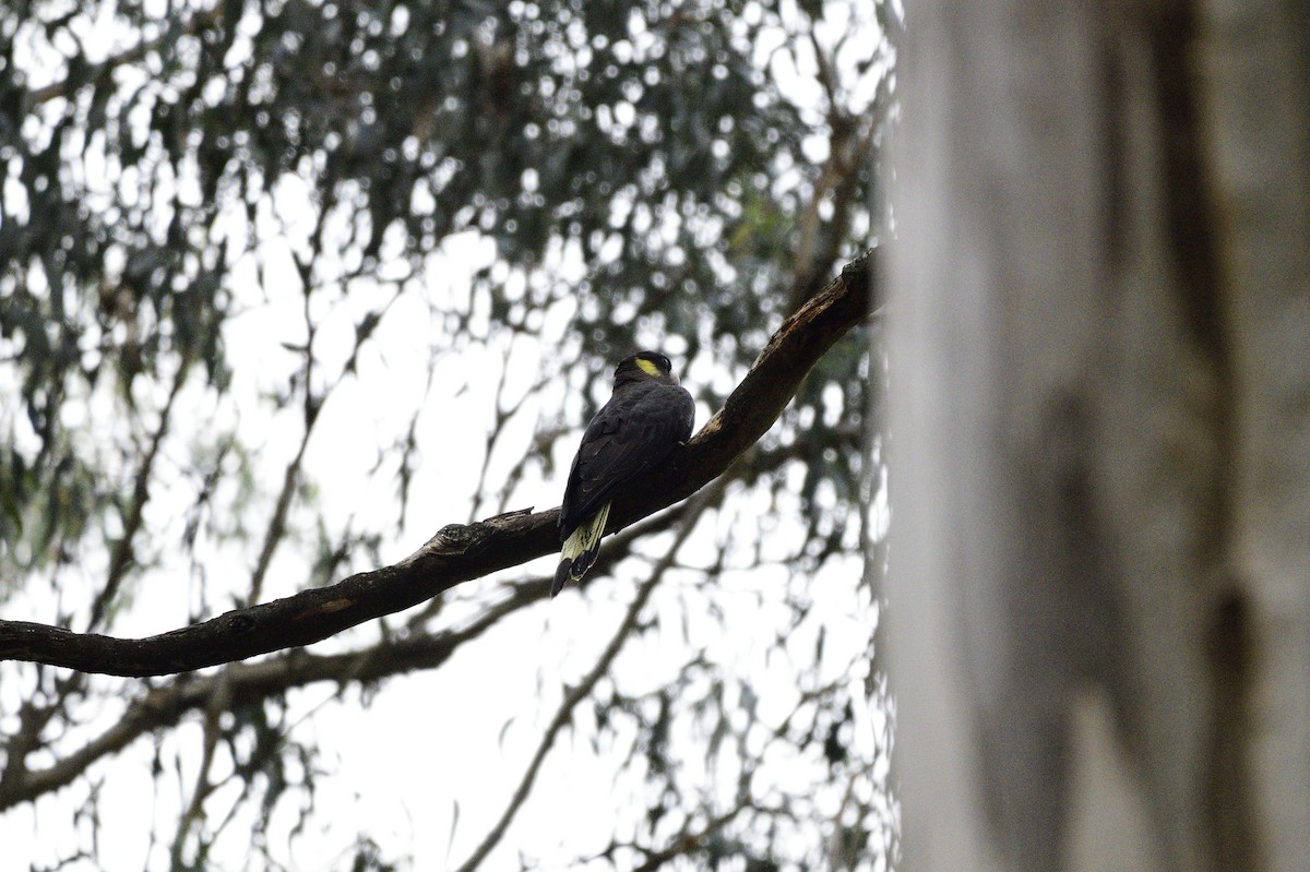 Cacatúa Fúnebre Coliamarilla - ML620191746