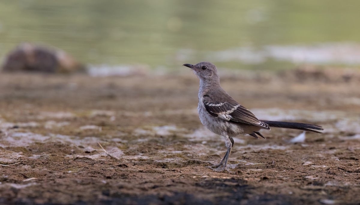 Northern Mockingbird - ML620191747