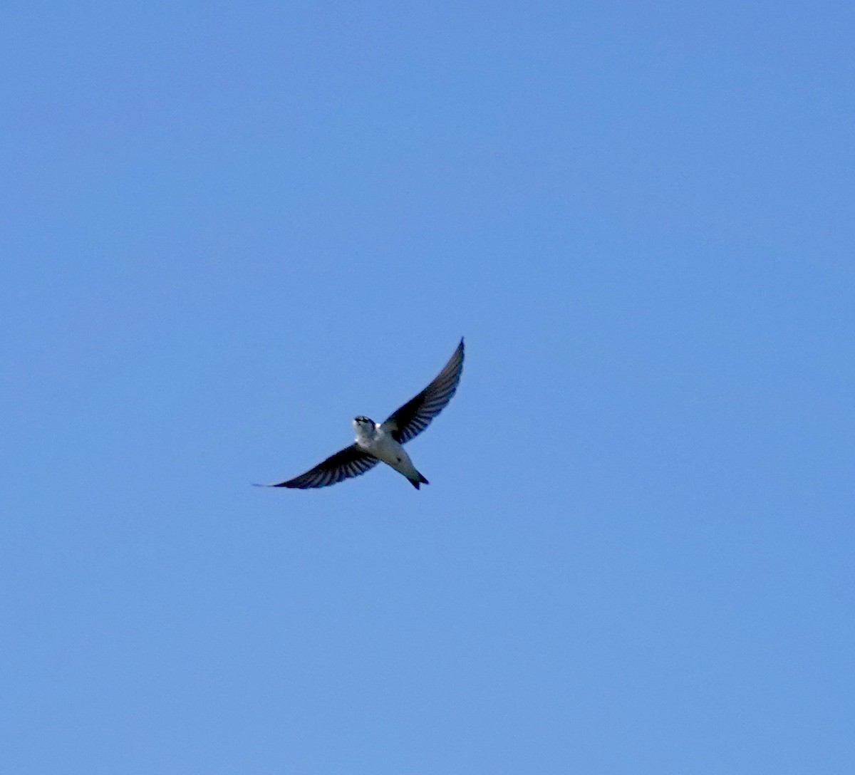 Violet-green Swallow - ML620191748