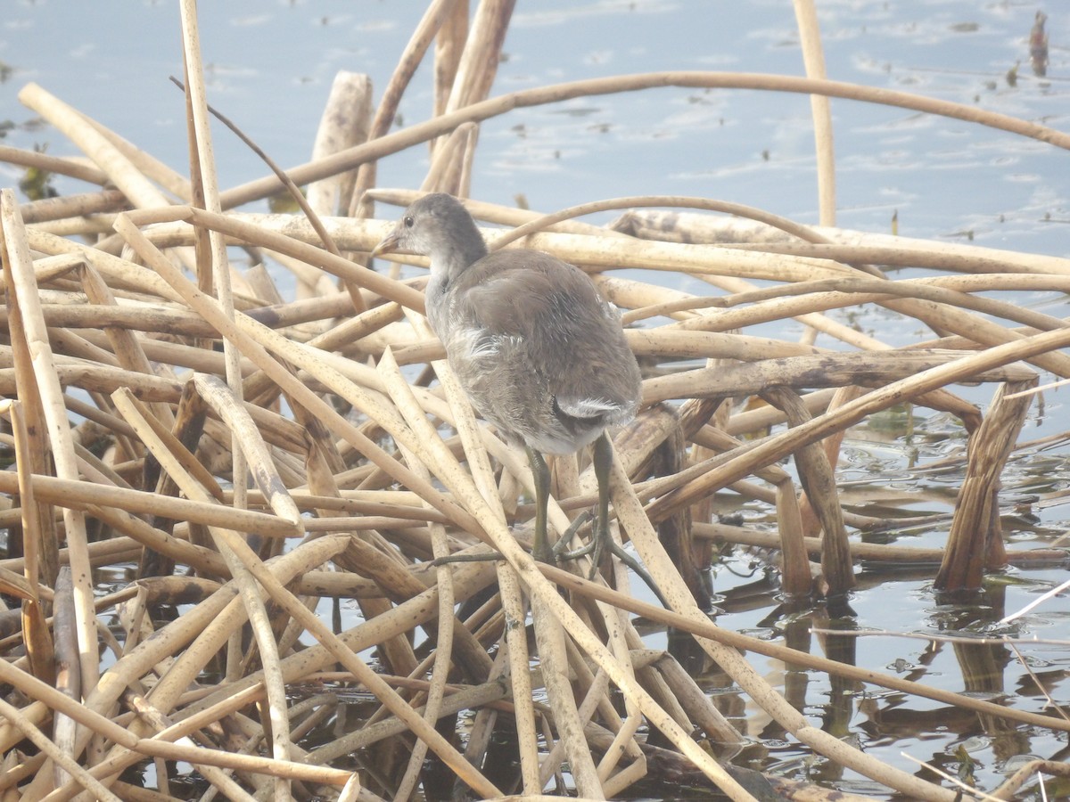 Common Gallinule - ML620191764