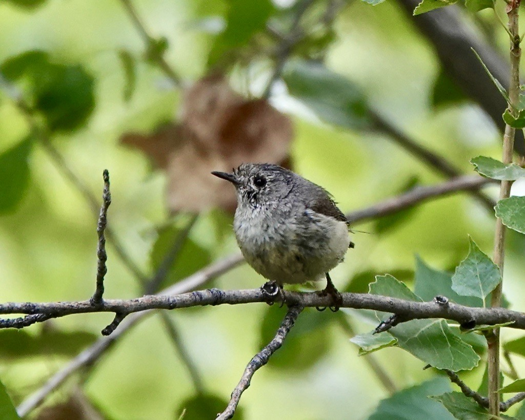Lucy's Warbler - ML620191765