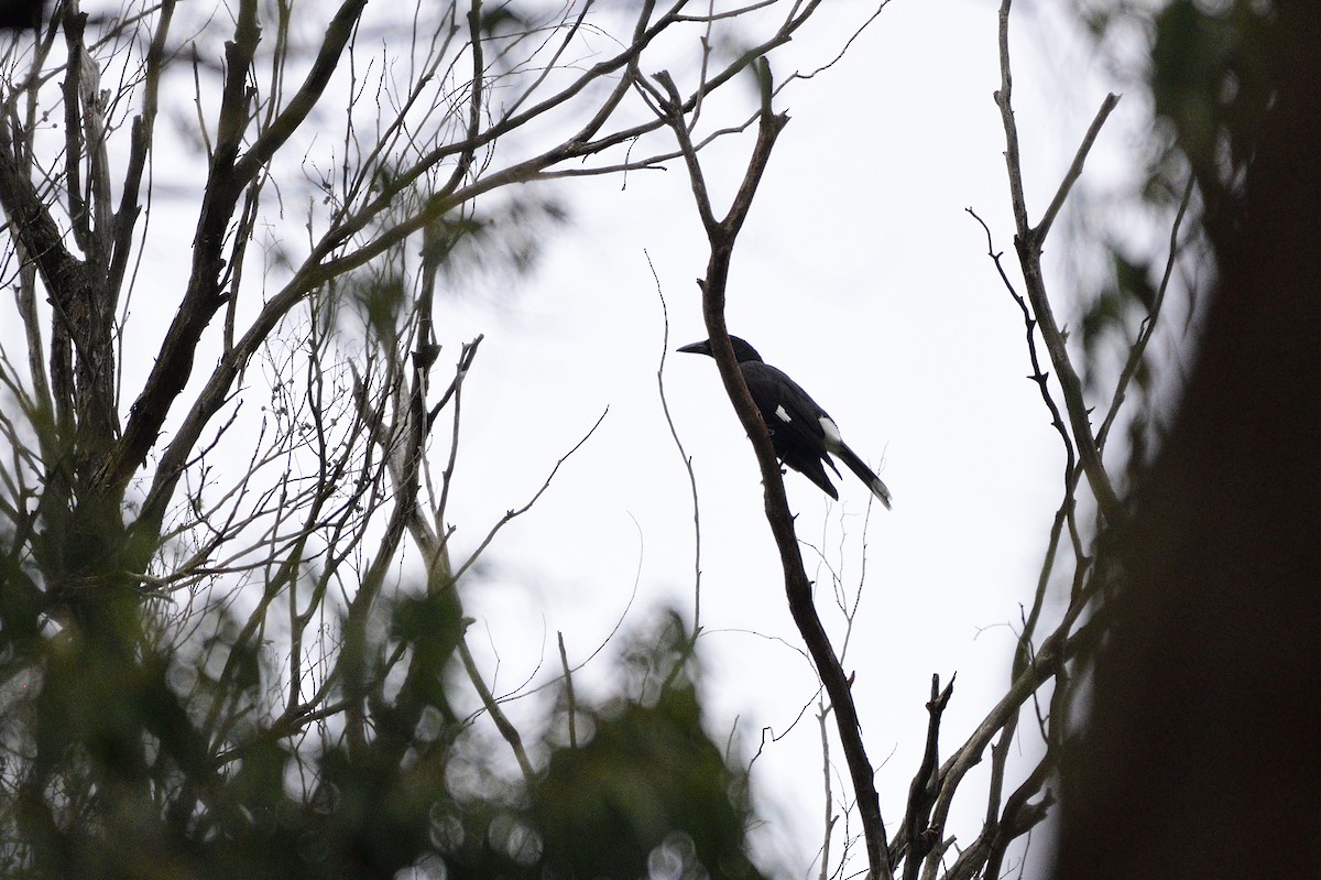 Pied Currawong - ML620191766