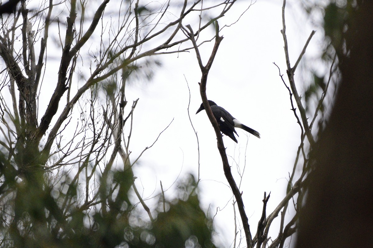 Pied Currawong - ML620191768