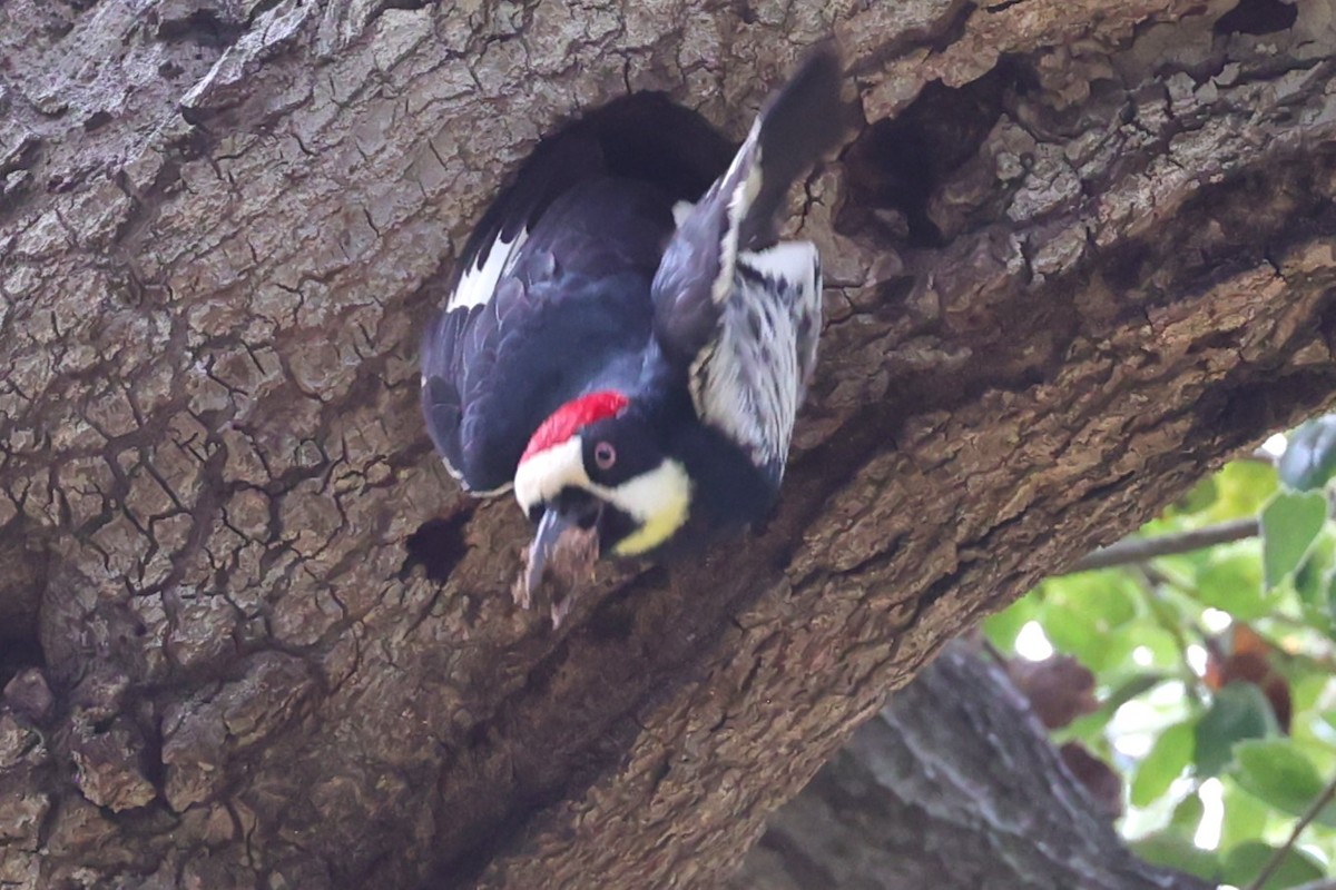 Acorn Woodpecker - ML620191769