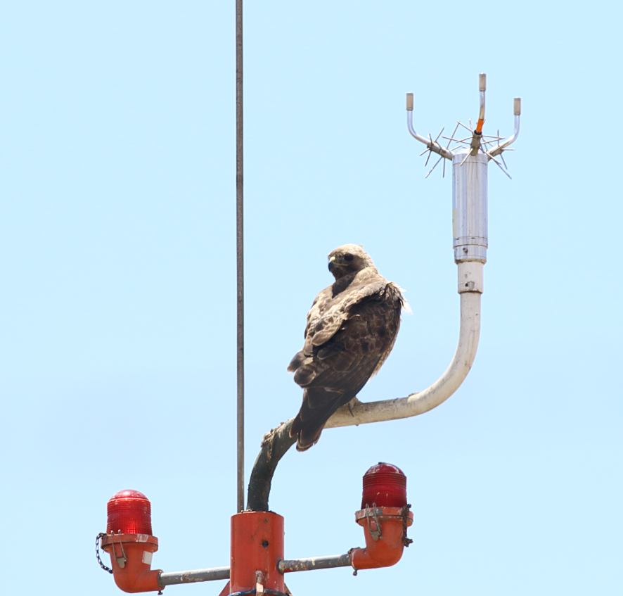 Red-tailed Hawk - ML620191781