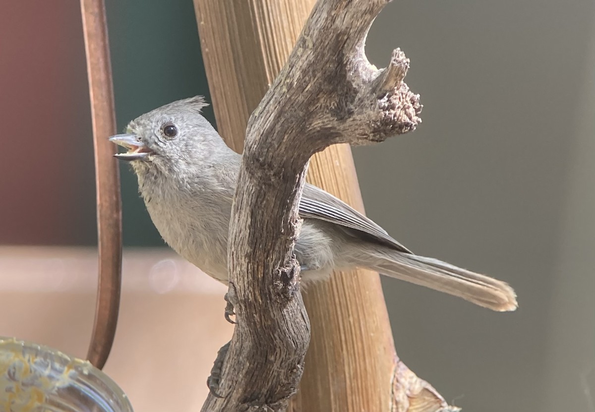 Juniper Titmouse - ML620191782