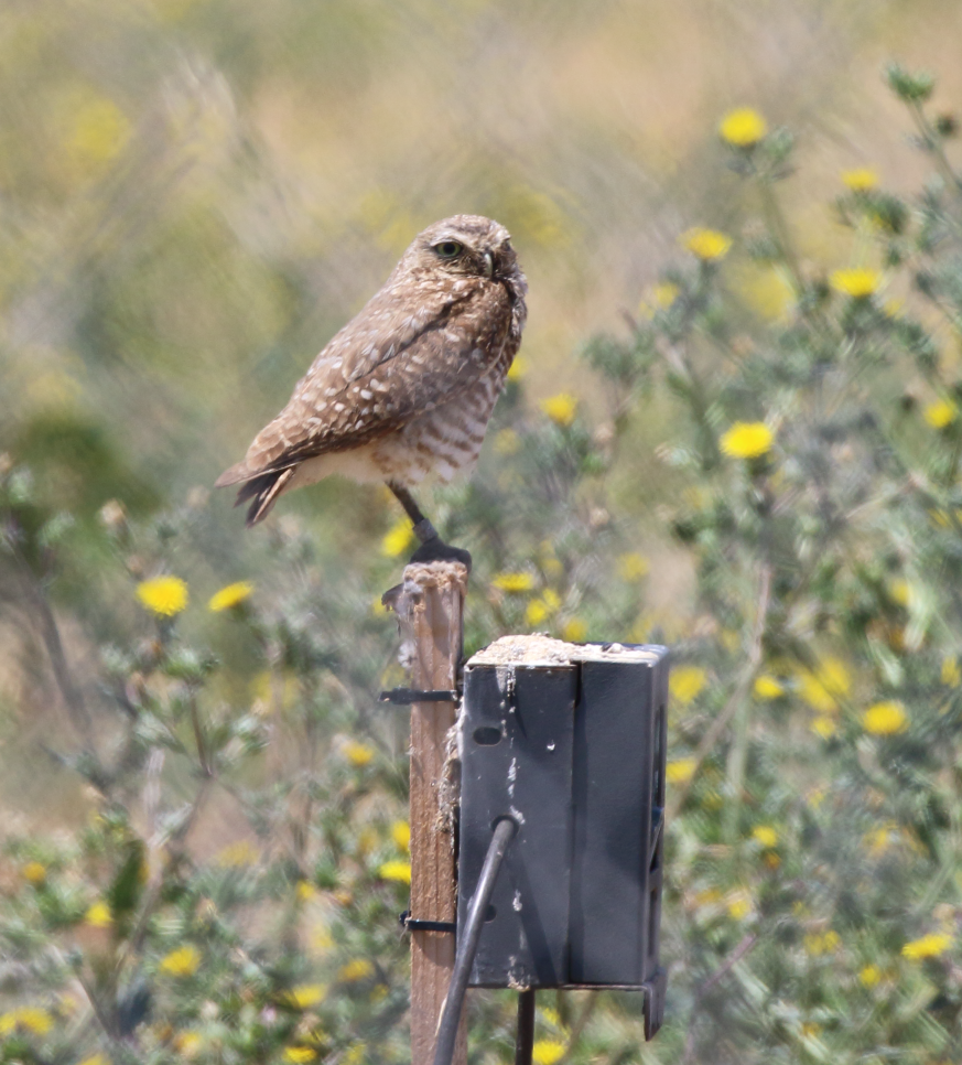 Burrowing Owl - ML620191789