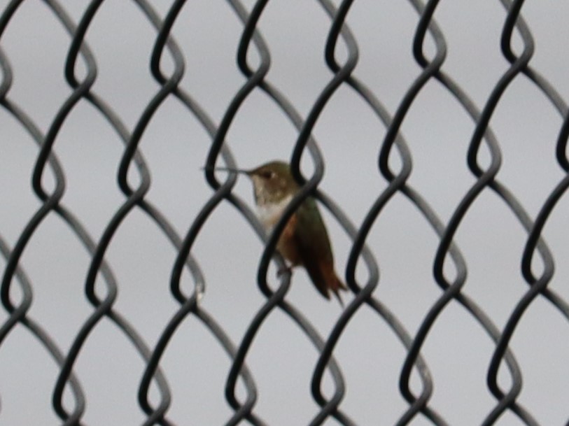 Allen's Hummingbird - ML620191790