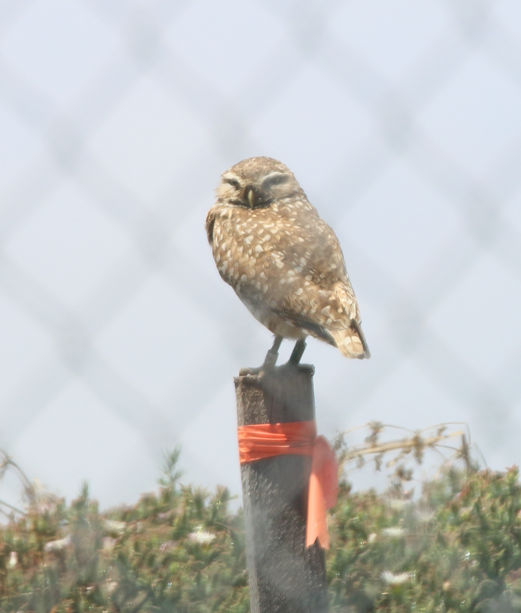 Burrowing Owl - ML620191793
