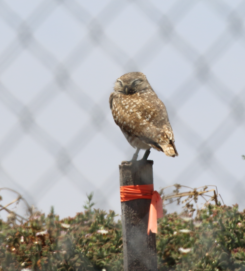 Burrowing Owl - ML620191796