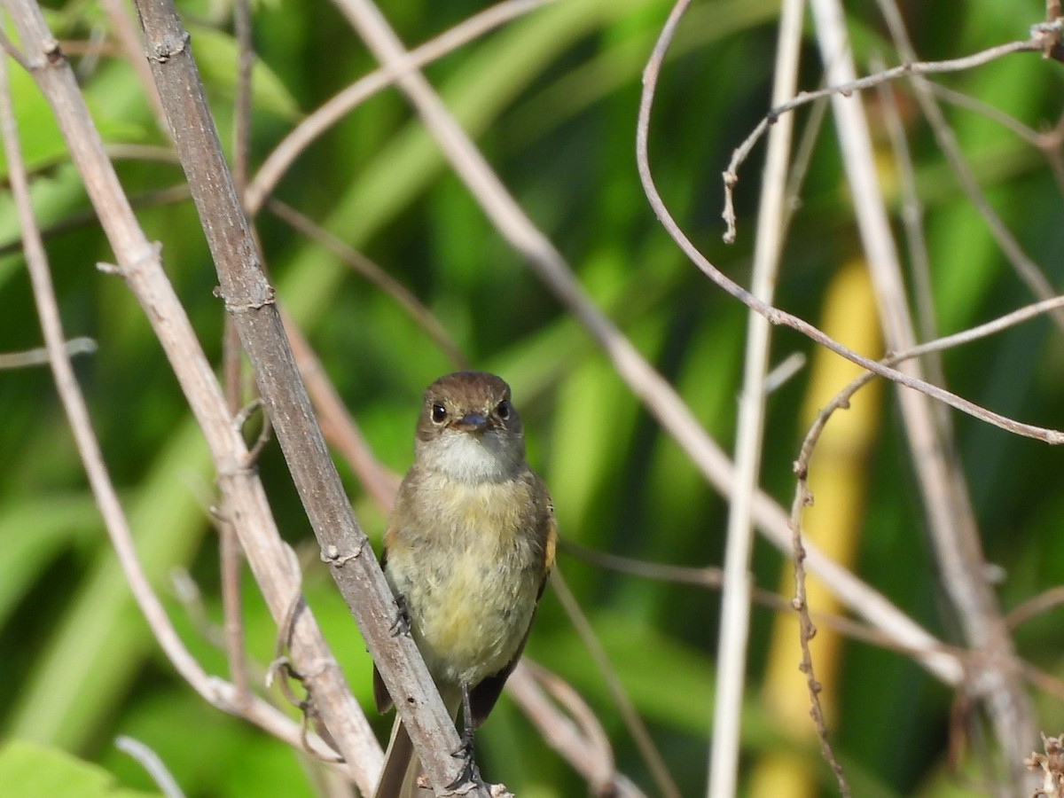 White-throated Flycatcher - ML620191801