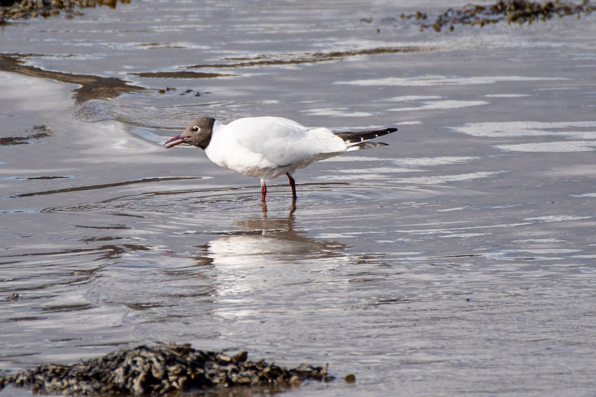 Black-headed Gull - ML620191804