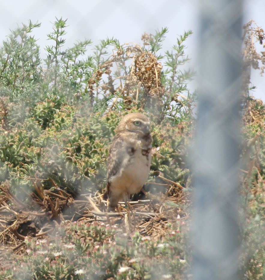 Burrowing Owl - ML620191810