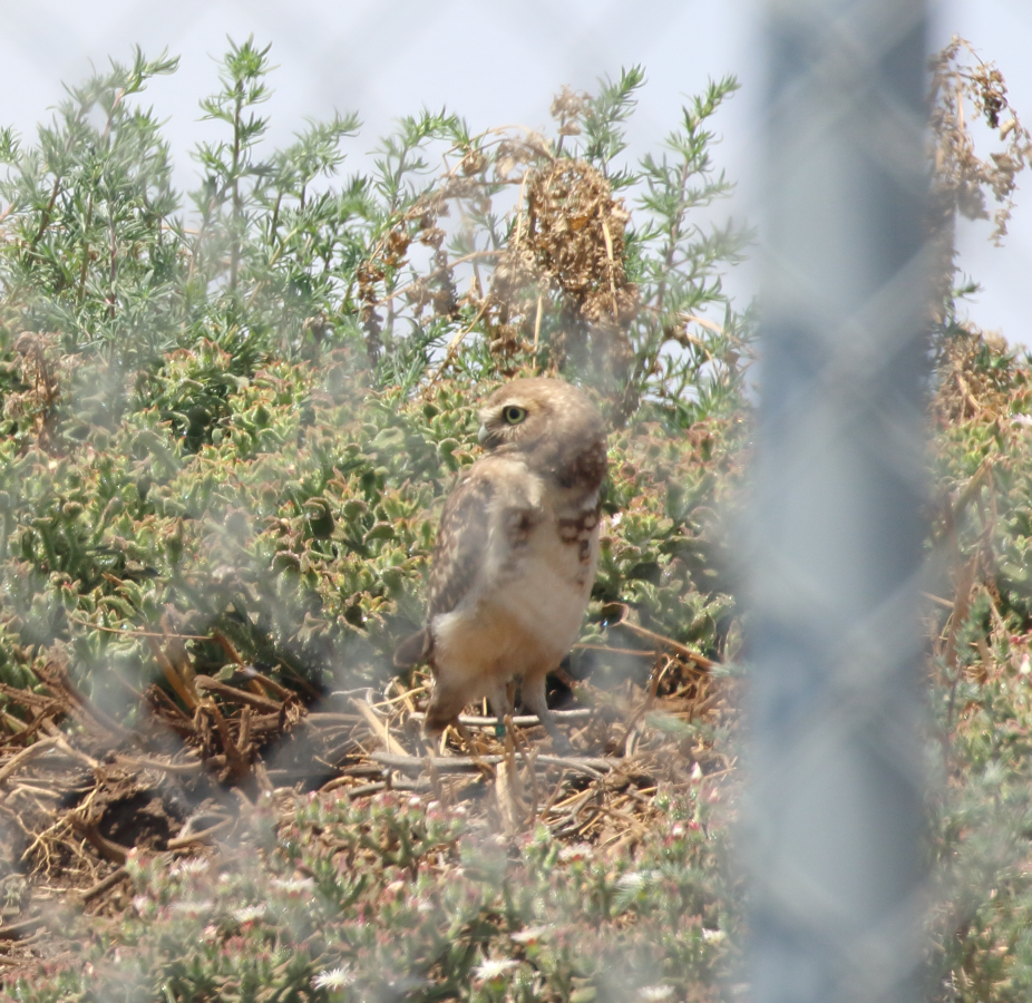 Burrowing Owl - ML620191813