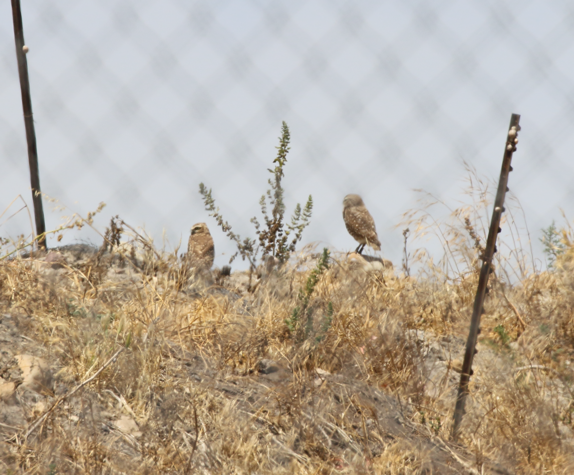 Burrowing Owl - ML620191816