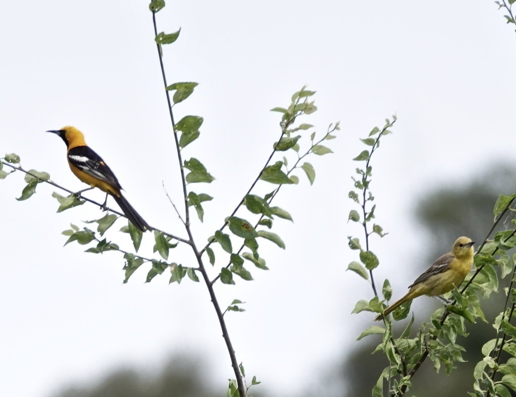 Hooded Oriole (nelsoni Group) - ML620191817