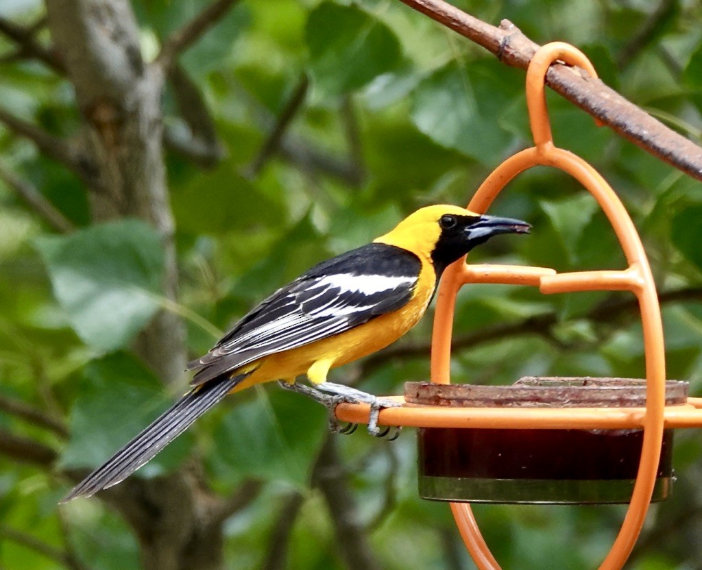 Hooded Oriole (nelsoni Group) - ML620191818
