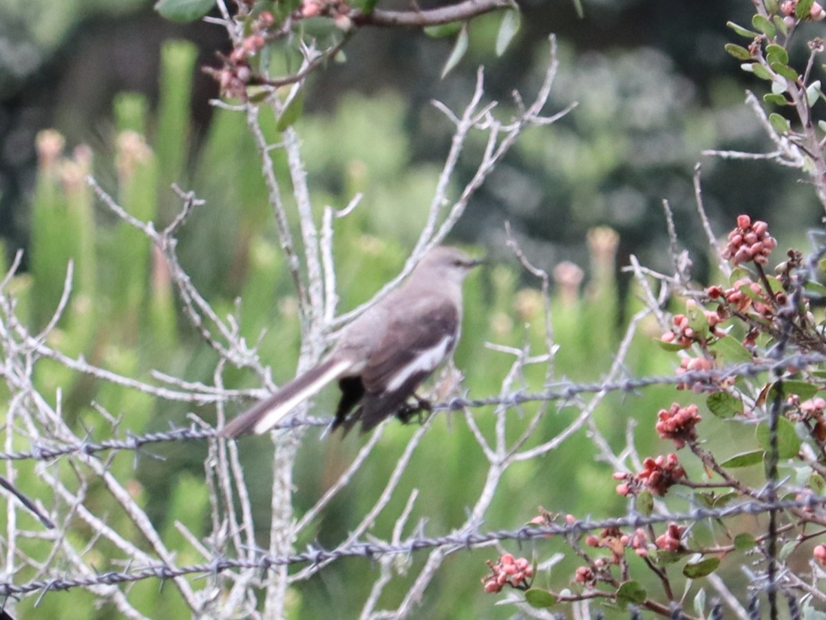 Northern Mockingbird - ML620191819