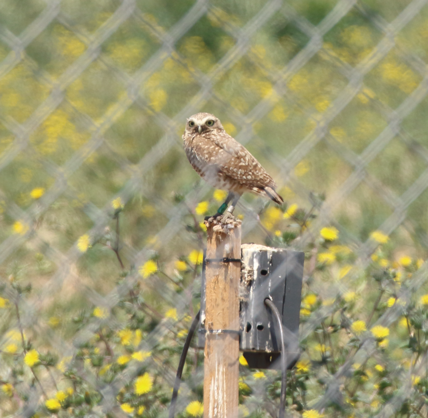 Burrowing Owl - ML620191820