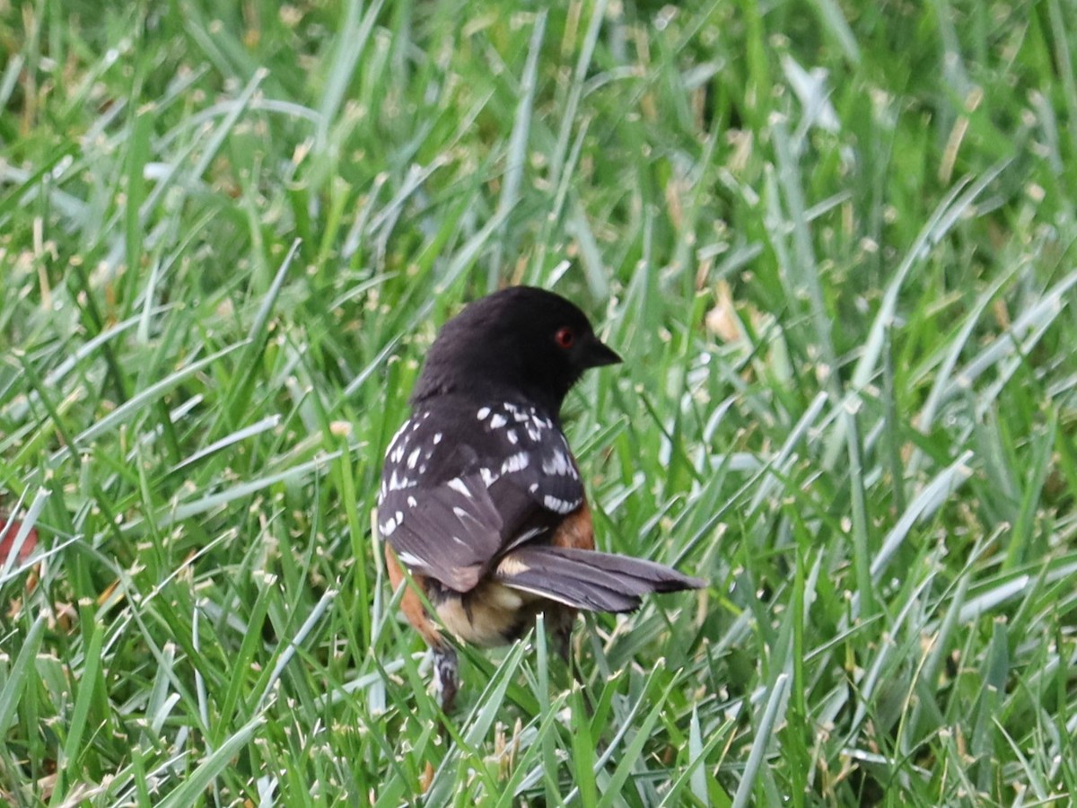 Spotted Towhee - ML620191829