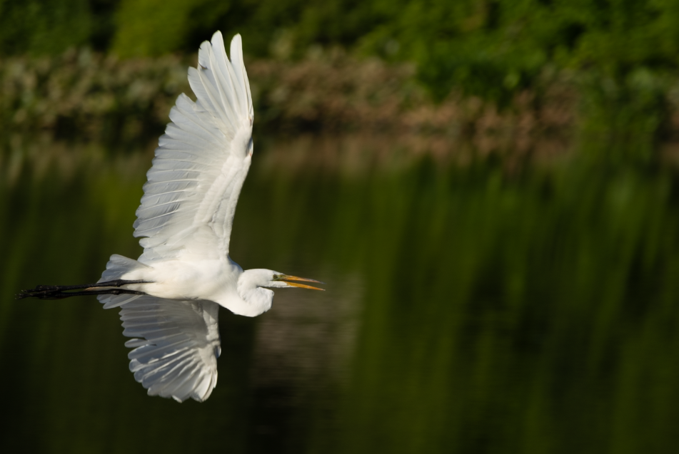 Great Egret - ML620191831